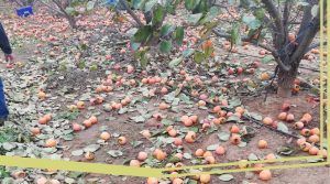 Lee más sobre el artículo El desperdicio alimentario en el campo, del que nadie habla
